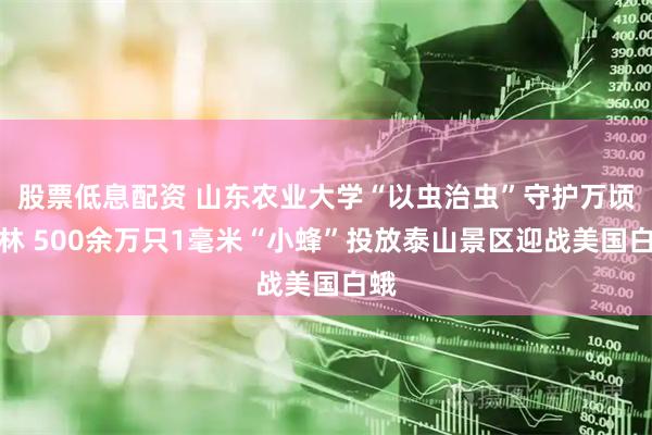 股票低息配资 山东农业大学“以虫治虫”守护万顷森林 500余万只1毫米“小蜂”投放泰山景区迎战美国白蛾
